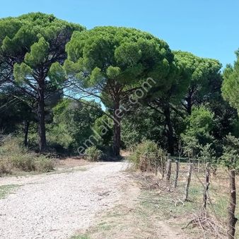 Ayvalık Yoluna 300 Metre Mesafede 15 Dönüm Çamlık