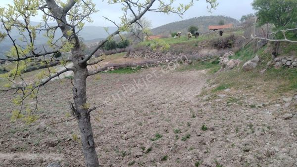 İzmir Bergama Durmuşlar Mh 397 M2 Köy İçi Bahçemiz Satılıktır