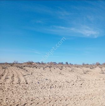 Müthiş Fırsat Tam 14 Dönüm Yerleşime 900 M Aktif Bağ