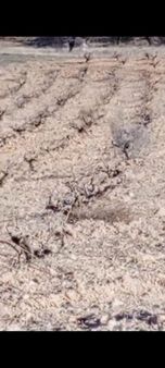 20 Dönüm Aktif Bağ Dümdüz Verimli Arazı Acil Satılık