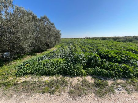 Bahçe Köyünde Satılık Limon Bahçesi