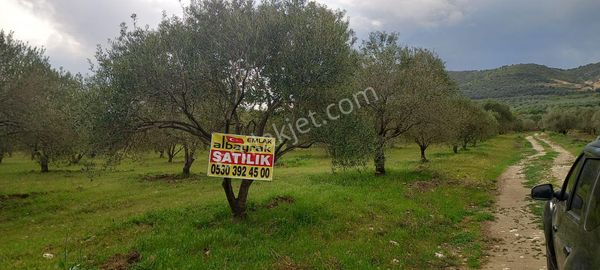 Akhisar Işık Köy De Satılık 8.600 M2 Büyük Zeytinlik 2.450.000 Tl