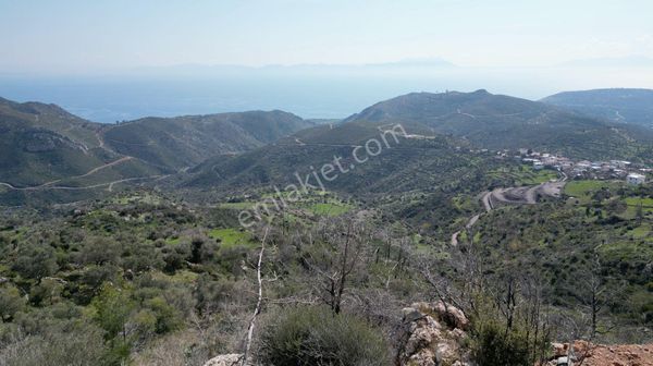 Milas Çökertme Bozalan'da Gökova Körfezi Manzaralı 4.005m² Zeytinli Tarla