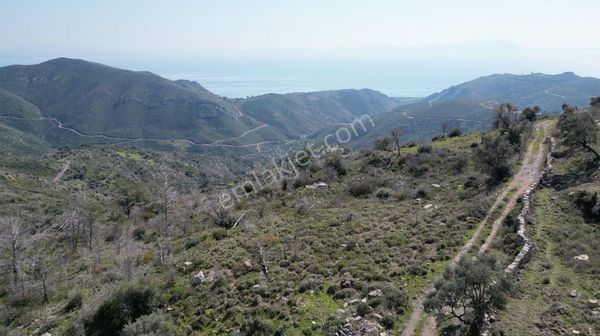 Milas Çökertme Bozalan'da Gökova Körfezi Manzaralı 11.713m² Zeytinli Tarla