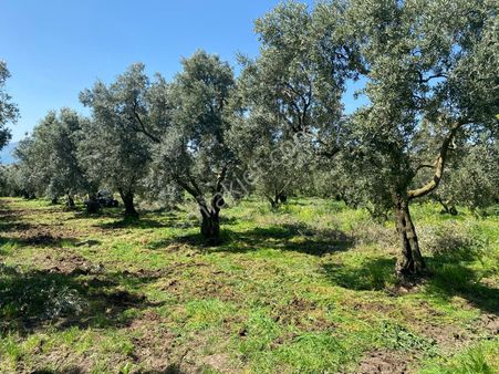 Kentmax Emlaktan Çakırlıda 768 Metrekare Bakımlı Zeytinlik