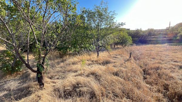 Ürgüp İltaş Köyü Satılık Meyve Bahçesi