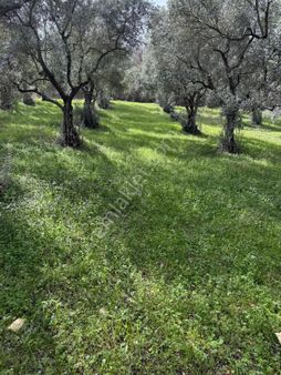 Asfalt Yola Cephe 10500m2 Muazzam Konumda Zeytin Tarlası