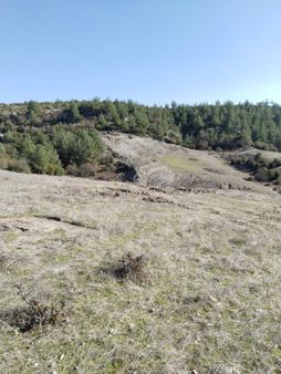 Selendi Yukarıtefen Satılık Zeytinlik Bahçesi
