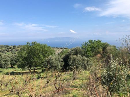 Şarköyde Işık Emlaktan Çınarlı Mah De 3500 M2 Bağ Ve Zeytinlik