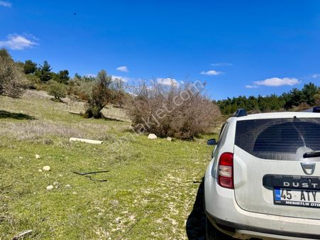 Manisa Sarıalan Da 15.200 M2 Zeytinlik , Köye 350 Mt