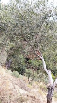 Aydın Efeler Domalan Mahallesinde 7,5 Dönüm Satılık Zeytinlik