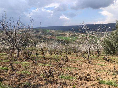 Şarköy De Işık Emlaktan Çınarlı Mah De 5265 M2 Bağ Ve Kirazlık.