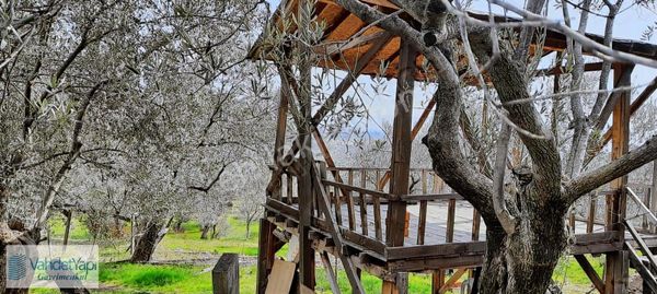 Vahdet'ten İçinde Kayıtlı Evi Olan 11.725 M² Harika Zeytinlik