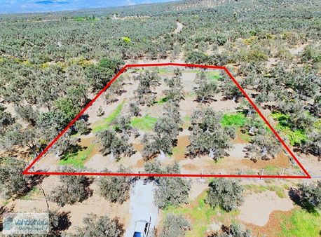 Vahdet'ten Küçükdere'de Mükemmel Nitelikte Satılık Zeytinlik !!!