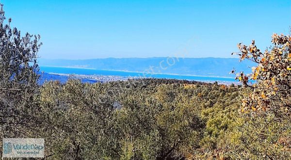Burhaniye Bahadınlıda Resmi Yol/deniz Manzaralı 5320m² Zeytinlik