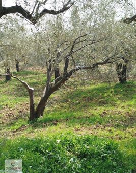 Bir Dönüm, 32 Ağaçlı Zeytinlik