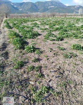 Soma Çavdır Verimli Boş Tarla