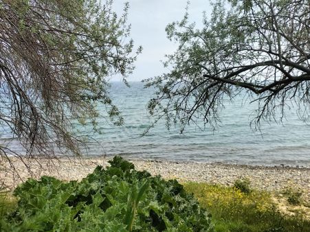 Tekirdağ Şarköy Mürefte,de Denize Ve Ana Yola Sıfır Satılık 195 M2 Arsa