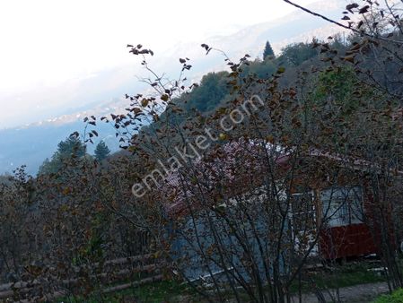 Hendek Göksuda Fındık Bahçesi