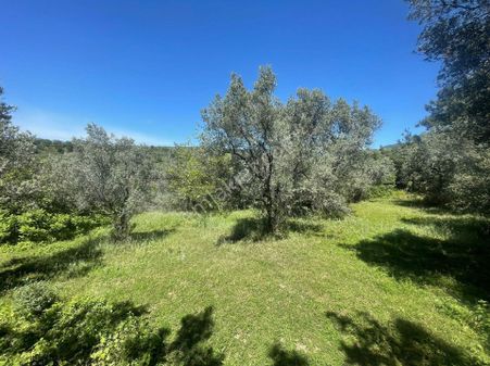 Umurbeyde İmara 1600m.2539mk.95.zeytin