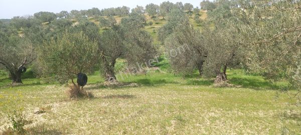 Akhisar Zeytinliova Da Satılık 58.000 M2 Büyük Zeytin Bahçesi