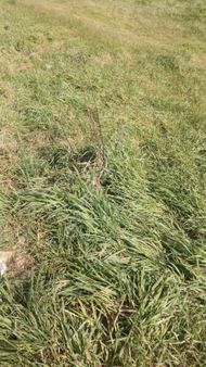 Çatalca Çakılda 30 000m Satılık Depo İmarlı Düşeş Kazandıracak Arsa No:118