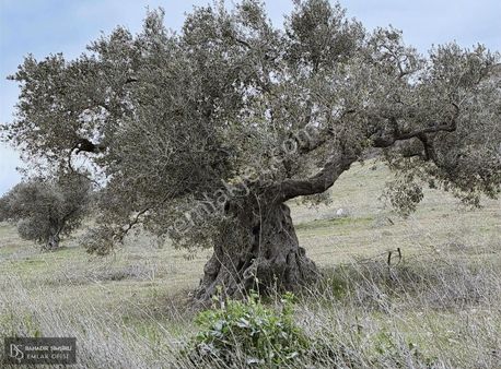 B.ş.den Yatağanda Asfalt Yola Cepheli 50950 M2 Satılık Zeytinlik