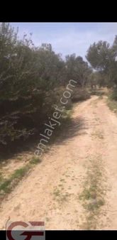 Kelepir Fiyata Kadastro Yollu Karaağaç Da Zeytinlik