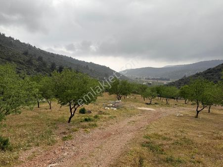 Menderes Ahmetbeyli'de Satılık Zeytinlik Meşe Emlak'tan