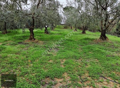 İznik Güven Emlaktan Satılık Full Göl Manzaralı Zeytinlik.
