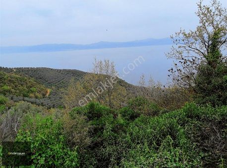 İznik Güven Emlaktan Satılık Full Göl Manzaralı Zeytinlik.