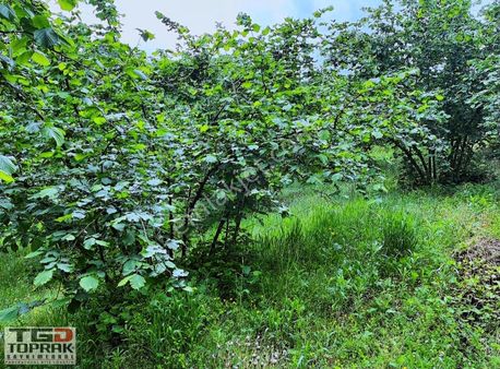 Ferizli Ceylandere Köyü 7832 M2 Satılık Fındık Bahçesi