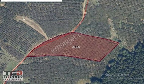 Kaynarca Gürpınarda 13649 M2 Satılık Fındık Bahçesi