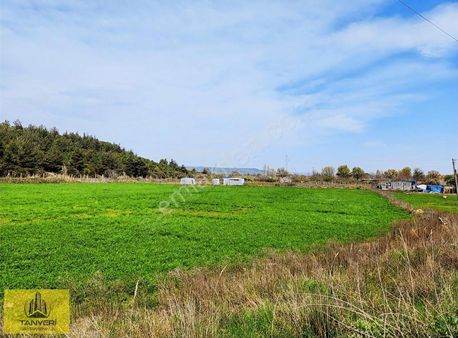 Çanakkale Merkez Dardanos Satılık 13 Dönüm Tarla (yola Cepheli)