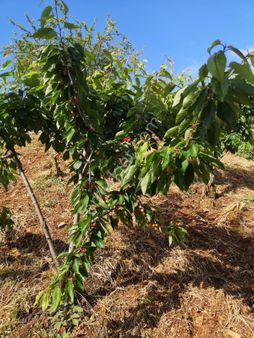 Bayındır Kızılkeçili'de Uygun Fiyata Satılık Bağ Bahçe