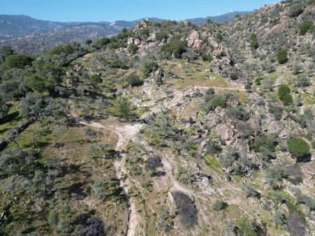 Muğla Milas Çınarlı Mah. 32 Dönüm Satılık Zeytinlik