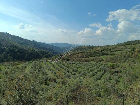 Manisa Salihli Çalışkan Emlaktan Satılık Kupon Zeytinlik