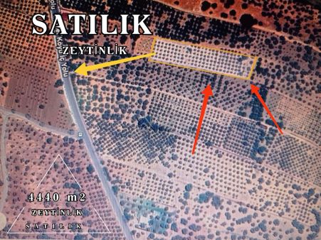 Saiplerde Koy İci Yol Ustu Satilik Zeytinlik