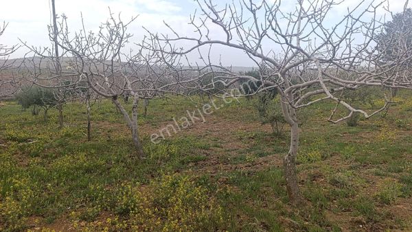 Akziyaret Emlak Tan Satılık Fıstık Bahçesi