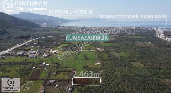 C21 Cius; Gençali'de 2463 M2 Satılık Zeytinlik