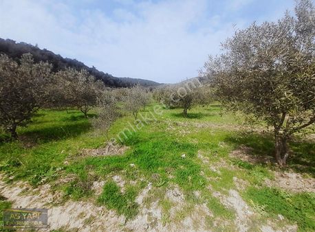 Manisa Şehzadeler Kalemli Mah 9743 M2 Zeytitinlik 300 Ağaç Var