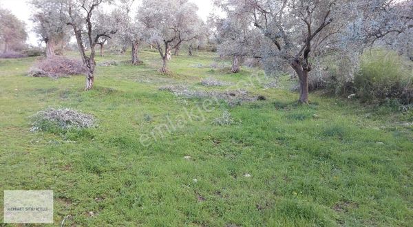 Tire Ye 1 Km Mesefade Zeytinlik!!!