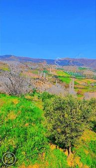 Köseler Köyünde 4402 M2 İçinde 150 Adet Z. Ağacı Bulunan Tarla