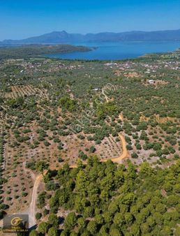 Köyceğiz Zeytinalanın'da 1 Dönüm Satılık Göl Manzaralı Tarla