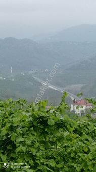 Boztepe Mahallesi Satılık Fındık Bahçesi Arsa