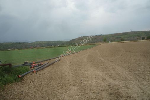 İzmir Torbalı Gold Emlaktan Satılık Verimli Tarla