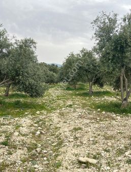 Asaf Emlak'tan Mut Haydar Mevkiinde Satılık Zeytin Bahçesi