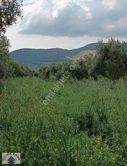 Gökçeköy De Trilye Bahçesi