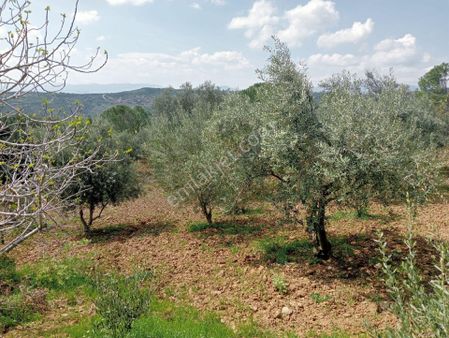 Bergama Çamoba’da Yola Cepheli Bakımlı 60 Ağaçlı Müstakil Zeytinlik