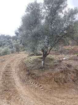 Tire Satılık Zeytinlik Halkapınar Köyü 5300 M2 Tek Tapu Köy Civarı